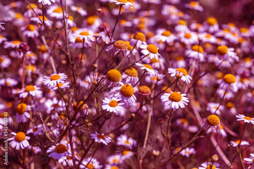 Flowering. Chamomile. Blooming chamomile field  Chamomile flowers. Natural herbal treatment.