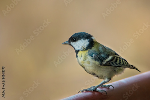 Small and fragile great tit juvenal (Parus major) watching over fromt the balcony railing.