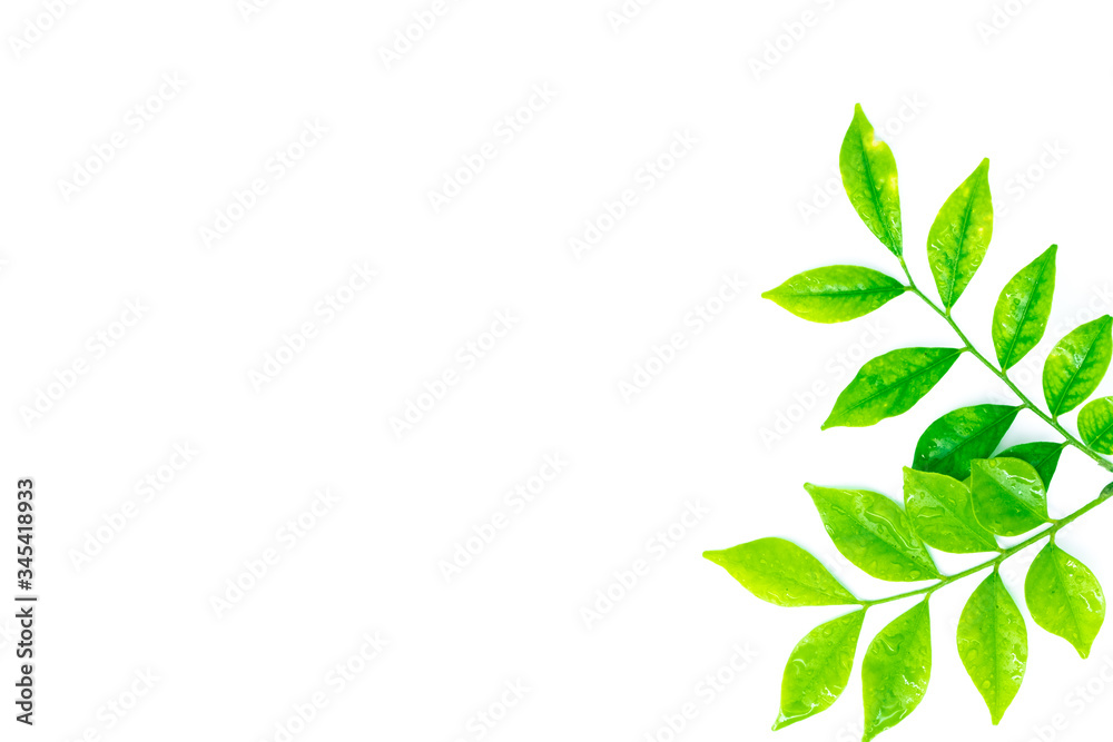 Flat lay of Fresh green leaves branch isolated on white background, The treetops has water droplets on the leaves, Top view. Flat lay of Fresh green leaves branch isolated on white background, The treetops has water droplets on the leaves, Top view.