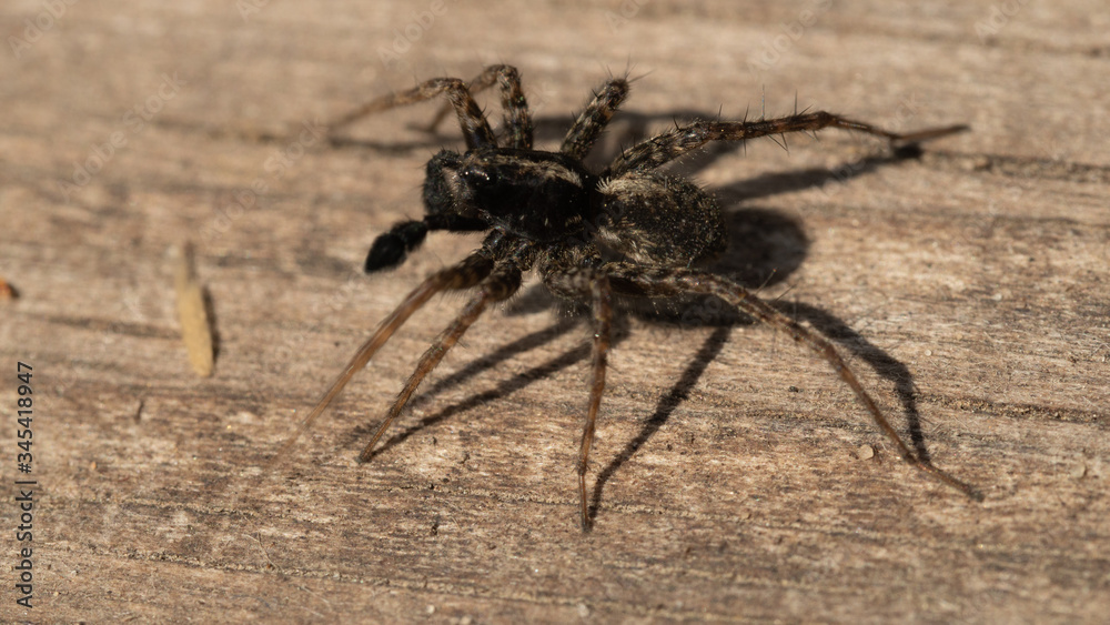 Wolf Spider Wolf Spider