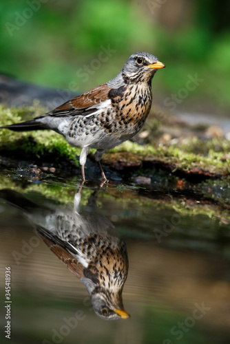 thrush the Fieldfare near the water in spring against the background of greenery