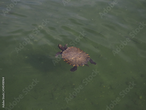 tortuga en bajo el agua
