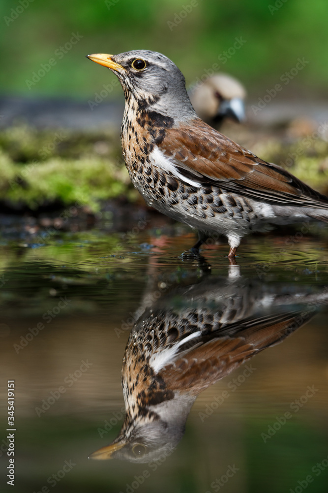 thrush the Fieldfare near the water in spring against the background of greenery thrush the Fieldfare near the water in spring against the background of greenery