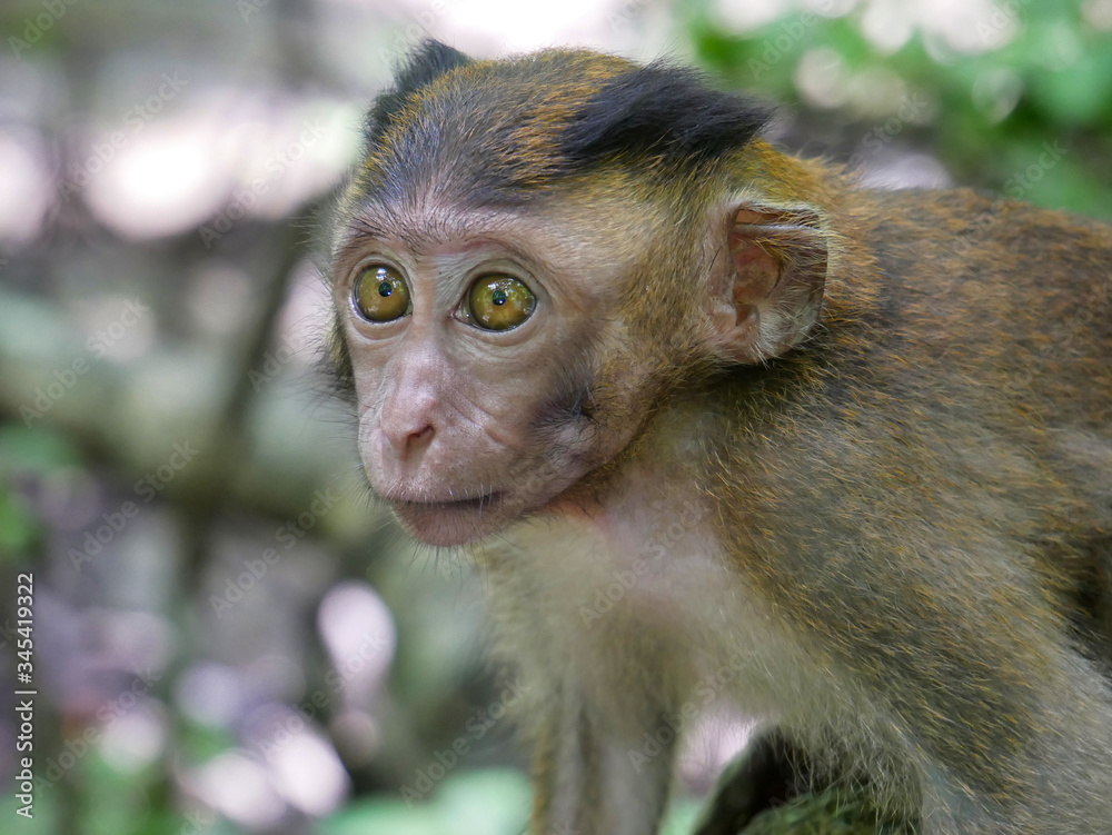 Portrait of a baby Macaque in the tropics in Malaysia Portrait of a baby Macaque in the tropics in Malaysia