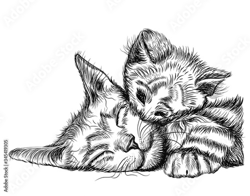 Cute cat isolated on white. Family cat. Wall stickers