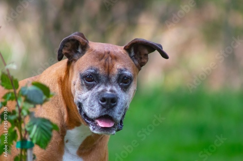 boxer next to plant against green gras on a warm sunny day