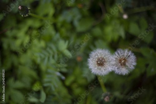 White air dandelions in the garden against the background of greenery