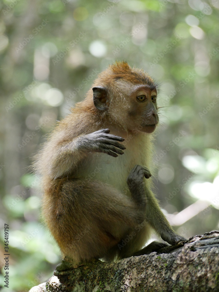 Portrait of a baby Macaque in the tropics in Malaysia