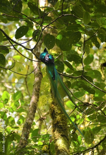 The Quetzal