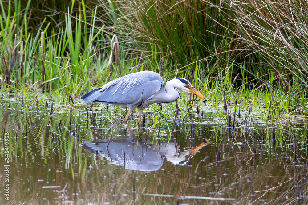 Grey Heron Hunting Grey Heron Hunting