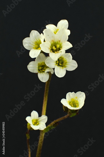 Isolated white wild flower thale cress, also known as mouse-ear cress, scientific name Arabidopsis thaliana photo