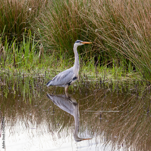 great blue heron