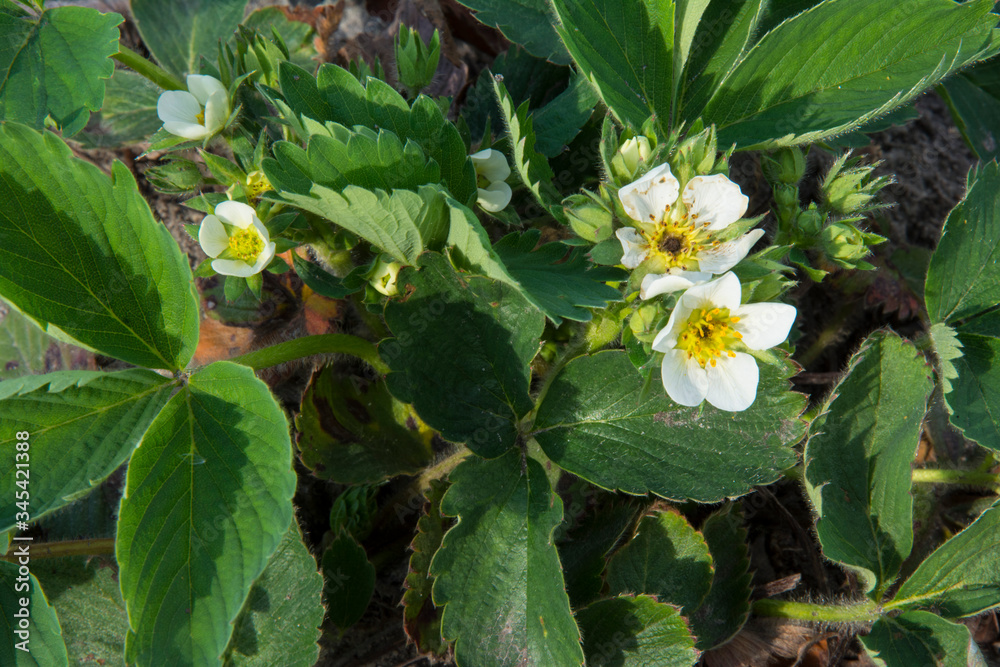 Strawberry flower in spring close-up. Strawberry flower in spring close-up.
