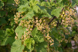 currant bush flowering and early berries