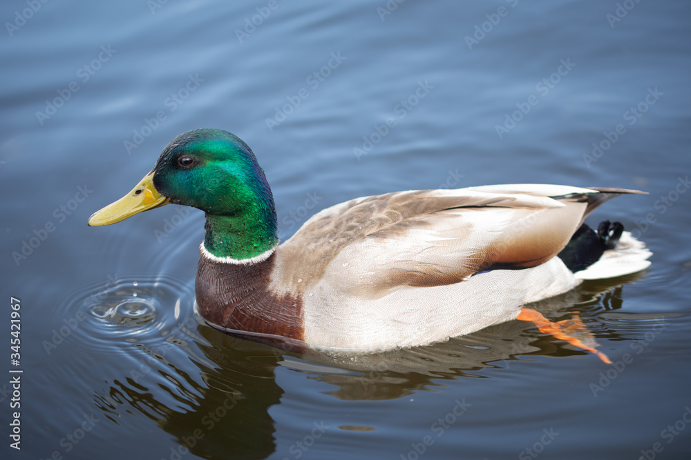 Green headed wild male mallard duck drake swimming - close up photo Green headed wild male mallard duck drake swimming - close up photo
