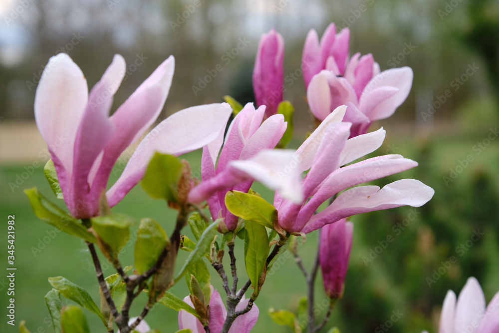 Beautiful Magnolia flower springtime blossom Beautiful Magnolia flower springtime blossom