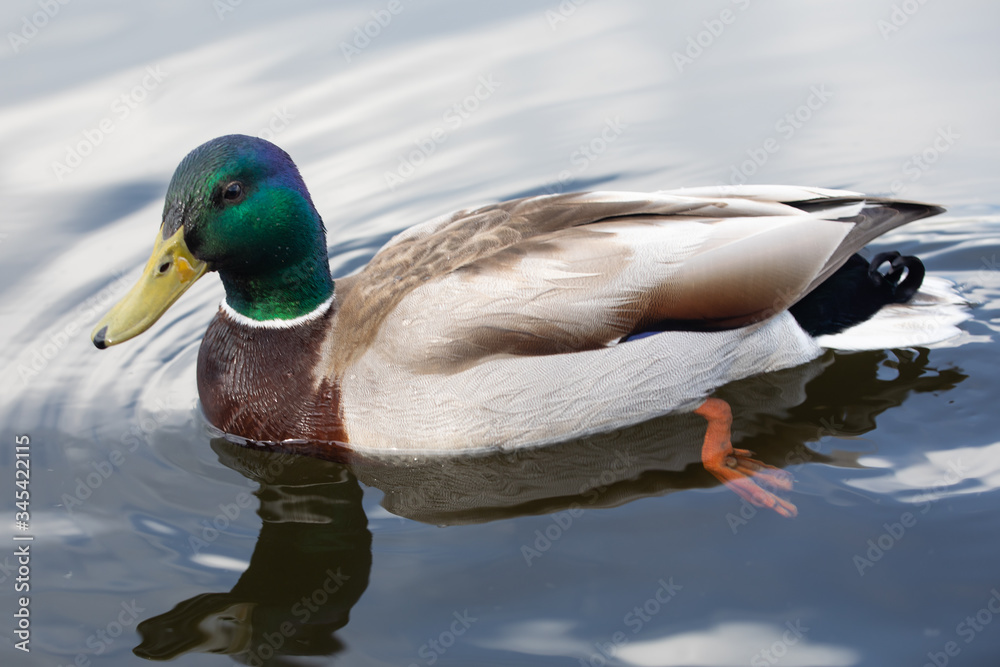 Green headed wild male mallard duck drake swimming - close up photo Green headed wild male mallard duck drake swimming - close up photo