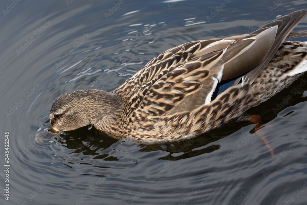 Wild female mallard duck swimming - close up photo Wild female mallard duck swimming - close up photo