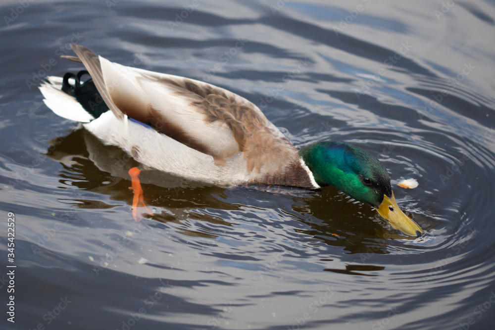 Obraz premium Green headed wild male mallard duck drake swimming - close up photo