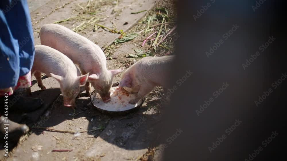 Pig eat from a bowl with chickens. Grandmother feeds her piglets. Young piglets eat in the yard in the summer. Pig eat from a bowl with chickens. Grandmother feeds her piglets. Young piglets eat in the yard in the summer.
