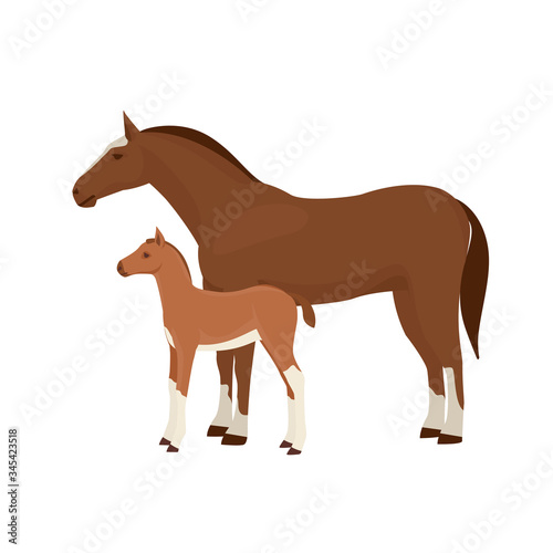 Horse with foal vector illustration isolated on white background. Farm animal.