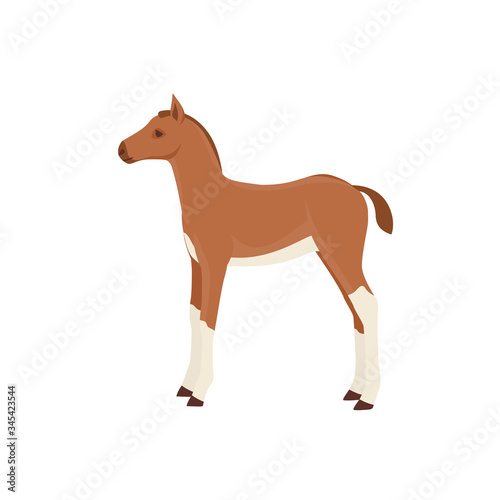 Horse foal vector illustration isolated on white background. Farm animal.