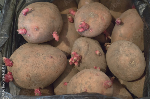 Potatoes for planting in a bag. Sprouted sprouts, seedling. Beginning of the season in agriculture. photo