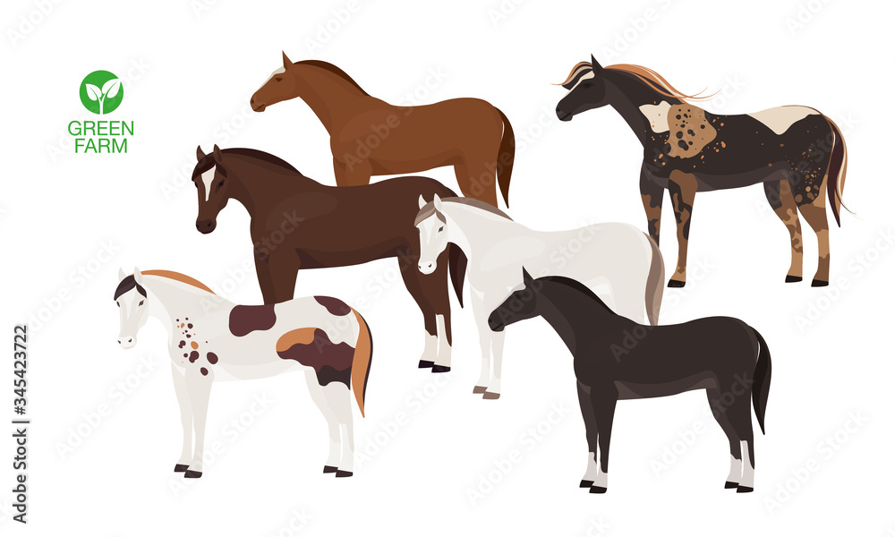 Obraz premium Horses vector illustration isolated on white background. Farm animal.