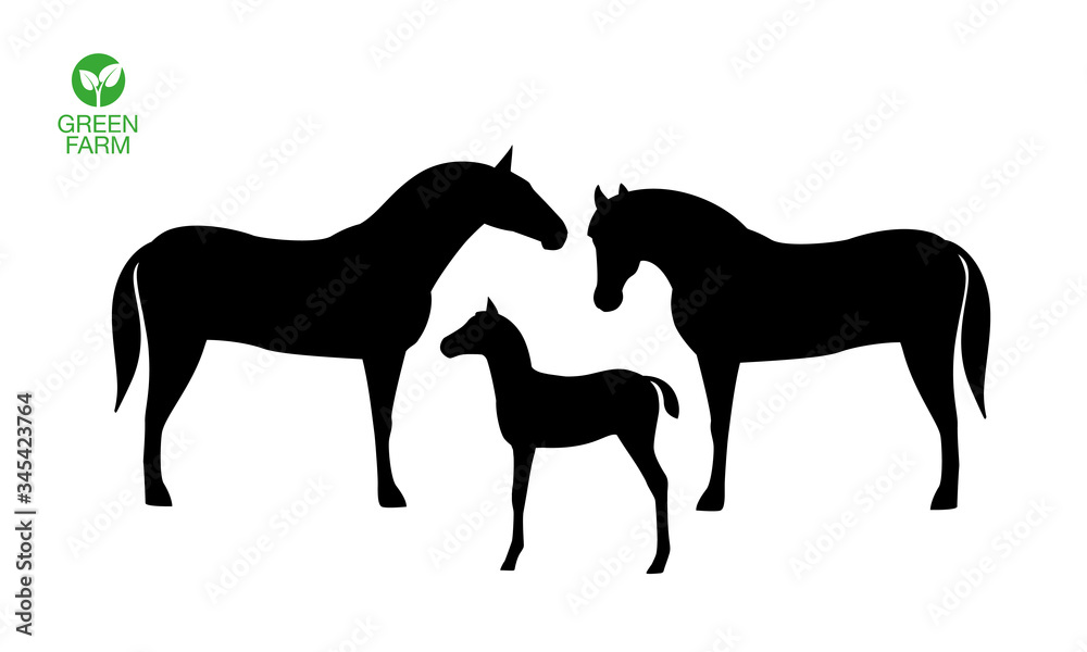 Horses with foal silhouette isolated on white background. Farm animal.