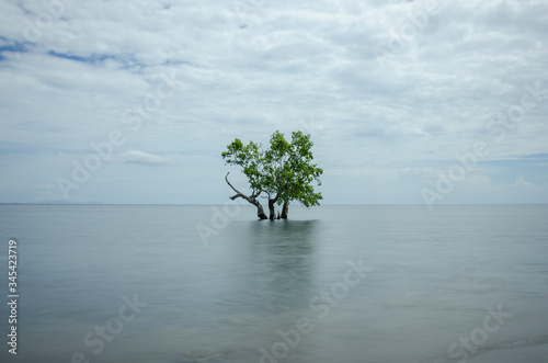 Tree under sea, Maumere, Flores, Indonesia © Arako Space