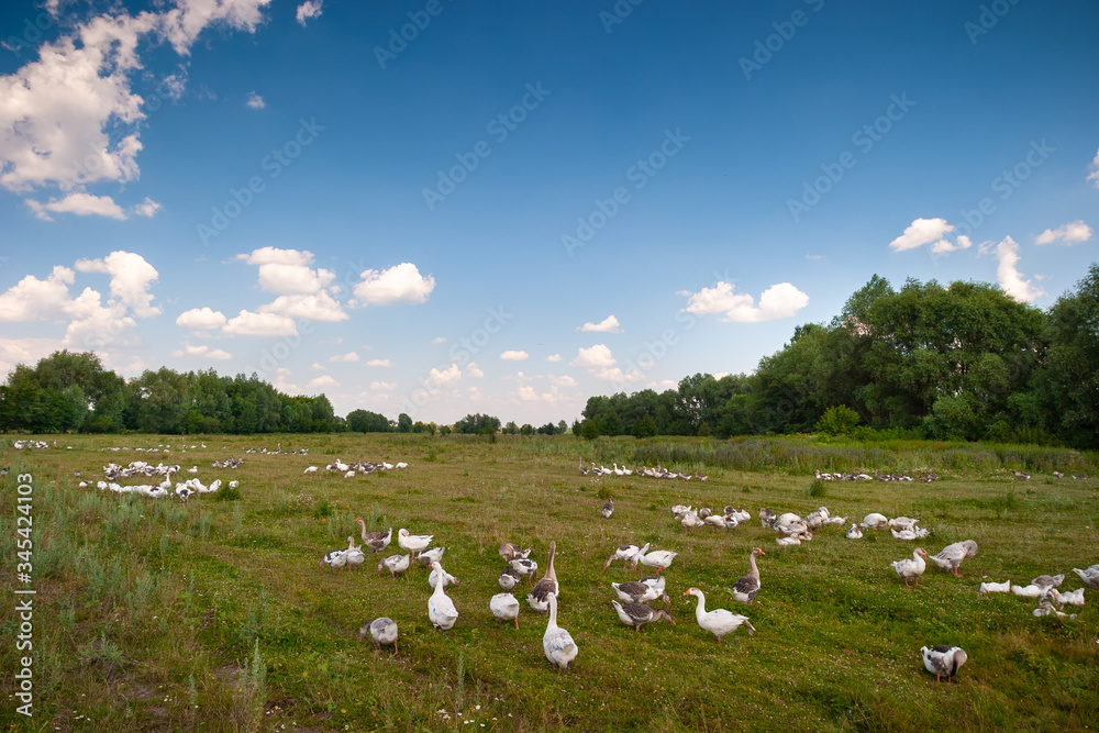 Rural landscape. Many domestic geese graze on a meadow near the lake. In the frame, horizon, grass, trees, clouds. Photo taken in Ukraine, Kiev region, Rural landscape. Many domestic geese graze on a meadow near the lake. In the frame, horizon, grass, trees, clouds. Photo taken in Ukraine, Kiev region,