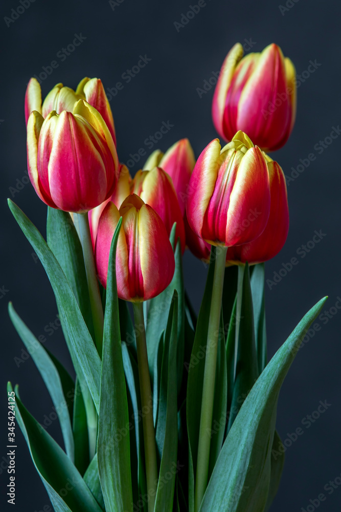 Bouquet of colorful tulips isolated on grey background Bouquet of colorful tulips isolated on grey background