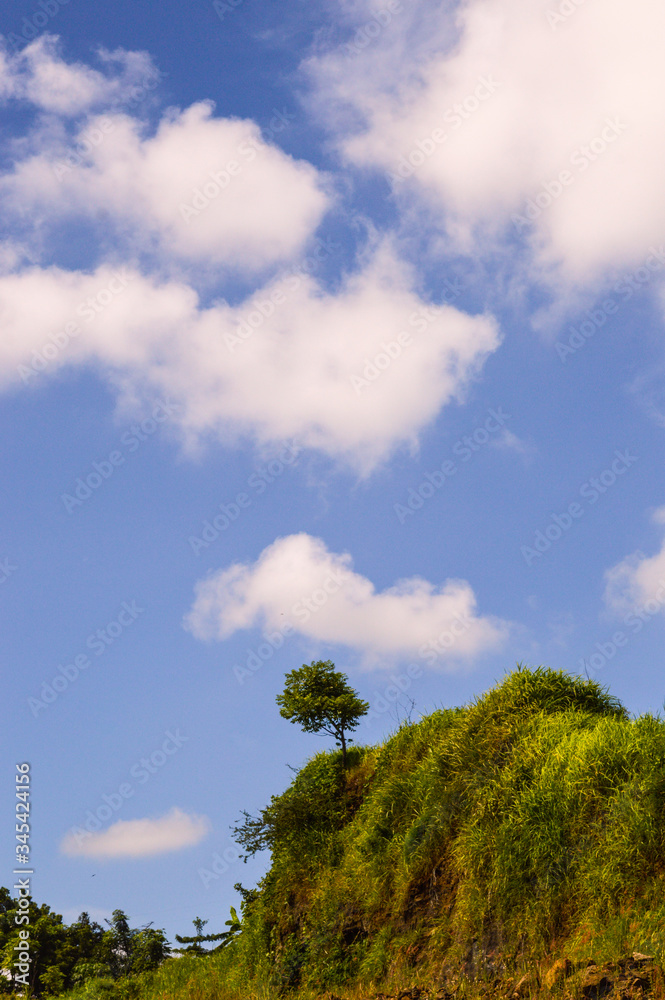 a tree with beautiful clouds above it
