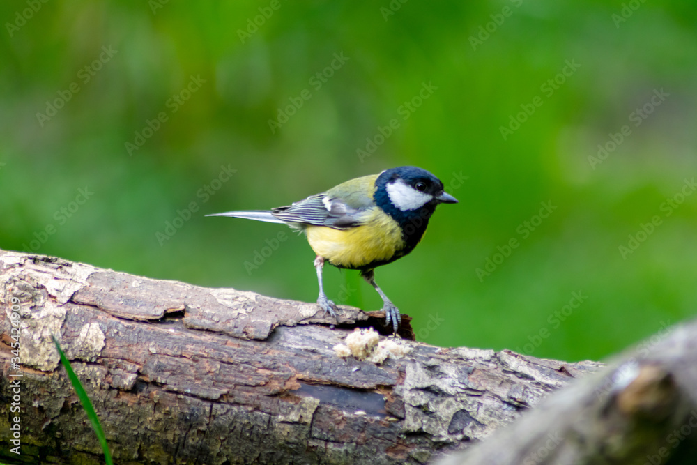 blue tit perched on a branch blue tit perched on a branch
