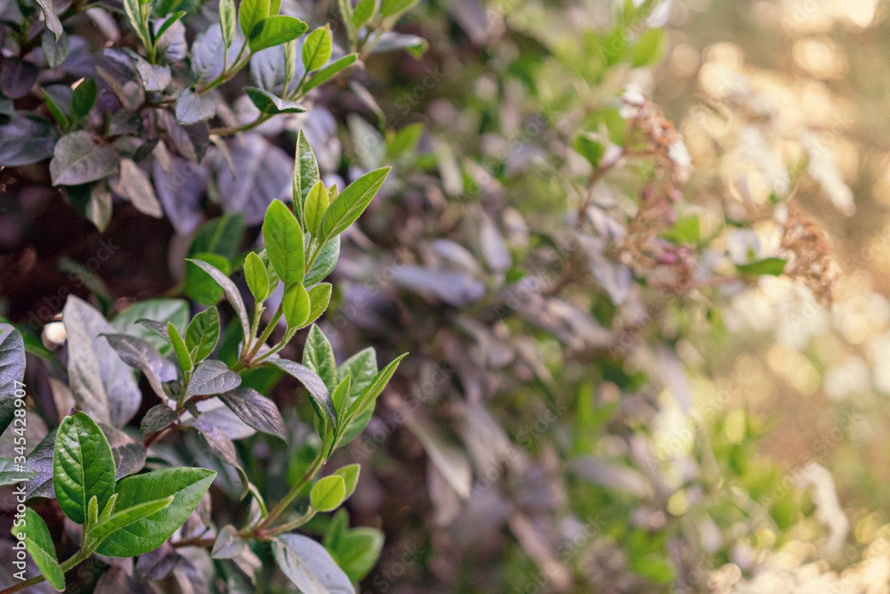 spring blooming buds in the trees and flowers with dark green blue purple leaves background toned, soft selective focus. spring blooming buds in the trees and flowers with dark green blue purple leaves background toned, soft selective focus.