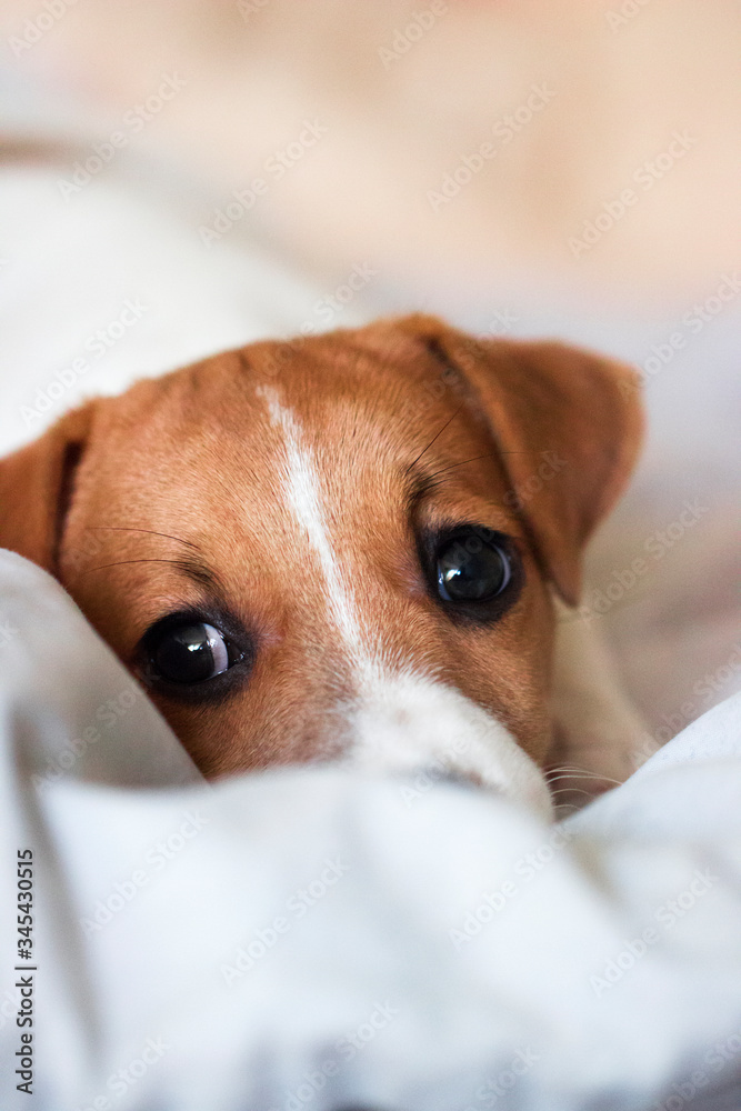 Pet puppy Jack Russell Terrier is lying on the bed