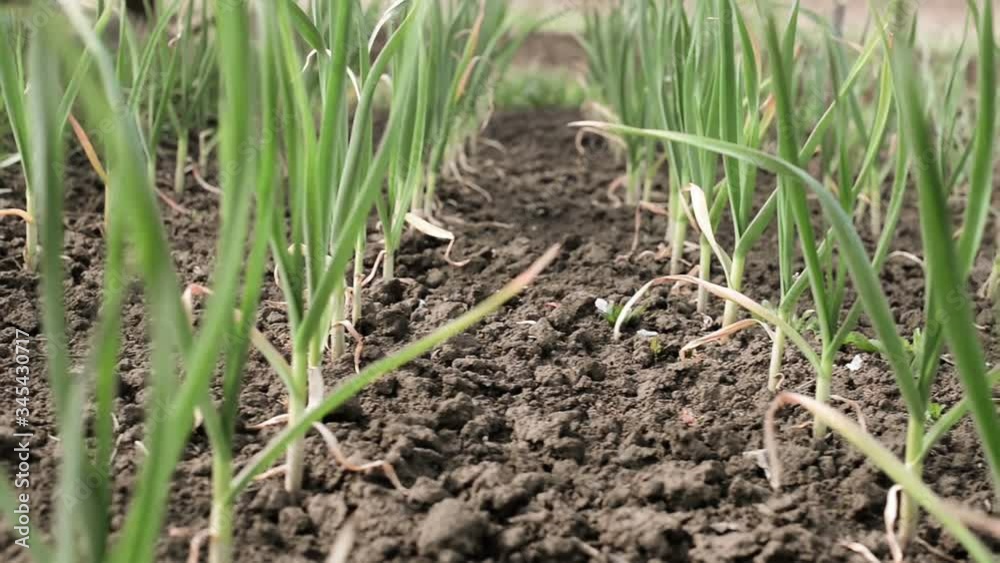 plant of garlic growing under spring season sunlight in farmland ground plant of garlic growing under spring season sunlight in farmland ground