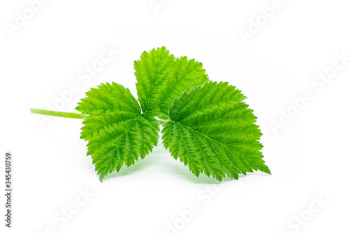 Fresh stinging nettle leaves isolated on white background, healthy food , alternative medicine for skin care ( urtica ) photo
