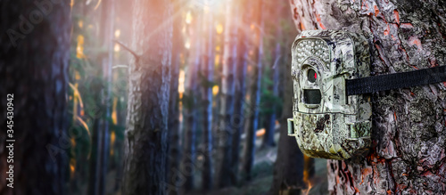 Canvas Print Camera trap or photo cameras mounted on pine tree in deep forest for wild animals location monitoring
