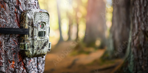 Photography Camera trap or photo cameras mounted on pine tree in deep forest for wild animals location monitoring