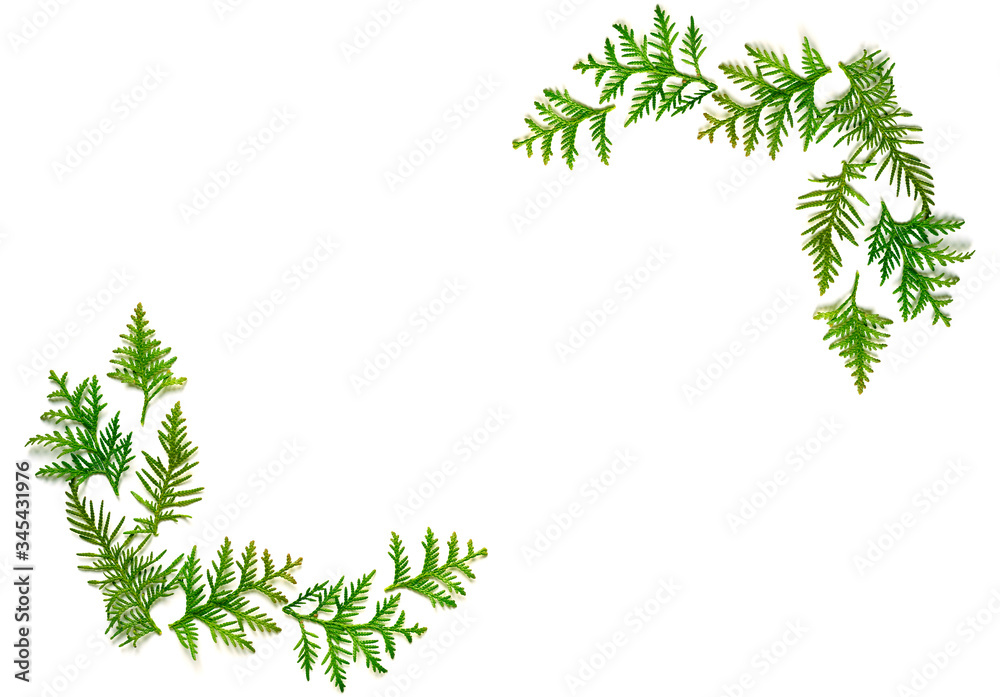 frame of twigs of thuja isolated on a white background. Christmas card concept. space for text frame of twigs of thuja isolated on a white background. Christmas card concept. space for text