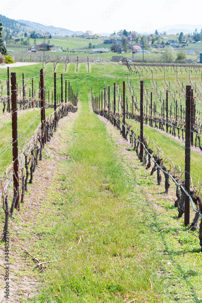 Fototapeta premium Close-up of early spring grapevines and green grass in vineyard in the Okanagan Valley