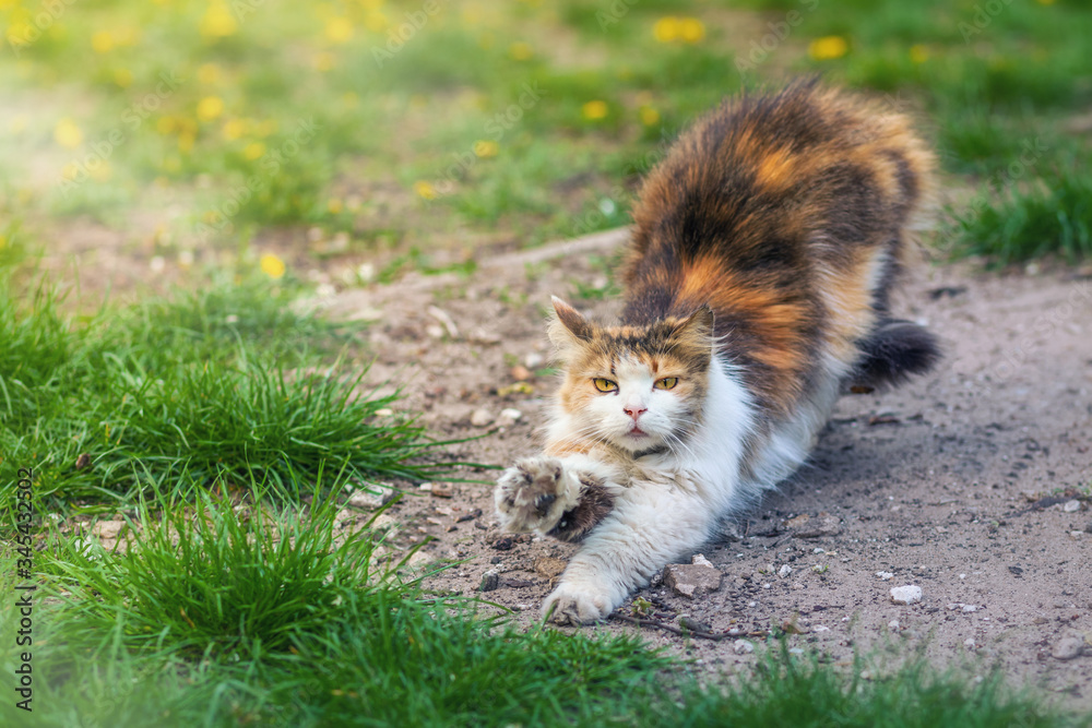 Homeless cat stretches after sleep on a background of green grass. Fluffy cat in the park on the street. Homeless cat stretches after sleep on a background of green grass. Fluffy cat in the park on the street.