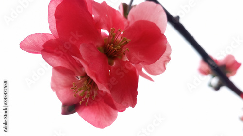 Blooming bright red and pink flowers of Japanese quince, Chaenomeles on a white day sky.  Branches of Japanese quince, henomeles on a white background.  Life goes on! photo