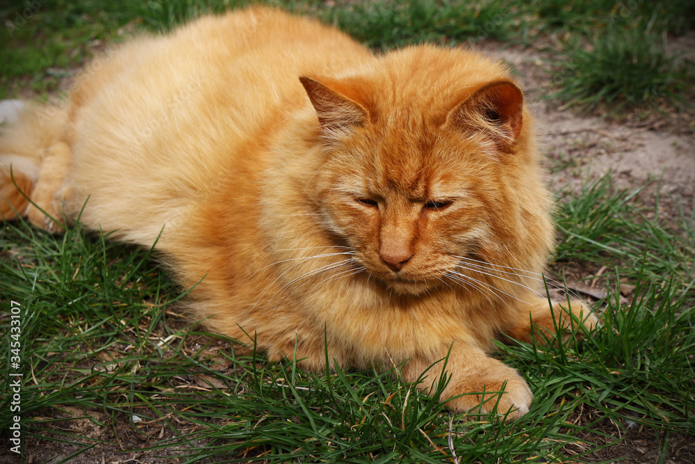 Red fluffy cat lying on green grass on sunny day