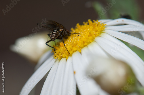 Fly feeding on a marguerite Argyranthemum adauctum canariense. Pajonales. Integral Natural Reserve of Inagua. Gran Canaria. Canary Islands. Spain. photo