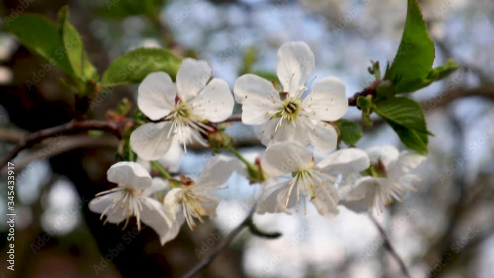 White cherry blossom flowers close-up in sunset light. Romantic spring delicate flower petals nature with bokeh blurred background video White cherry blossom flowers close-up in sunset light. Romantic spring delicate flower petals nature with bokeh blurred background video