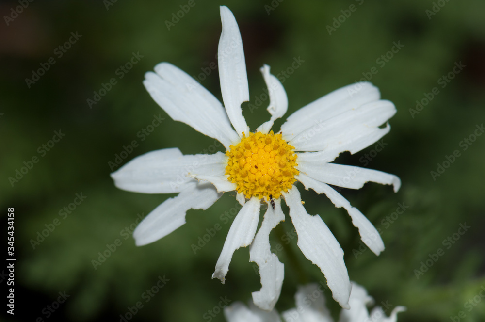 Obraz premium Marguerite Argyranthemum adauctum canariense consumed by some invertebrate. Pajonales. Integral Natural Reserve of Inagua. Gran Canaria. Canary Islands. Spain.