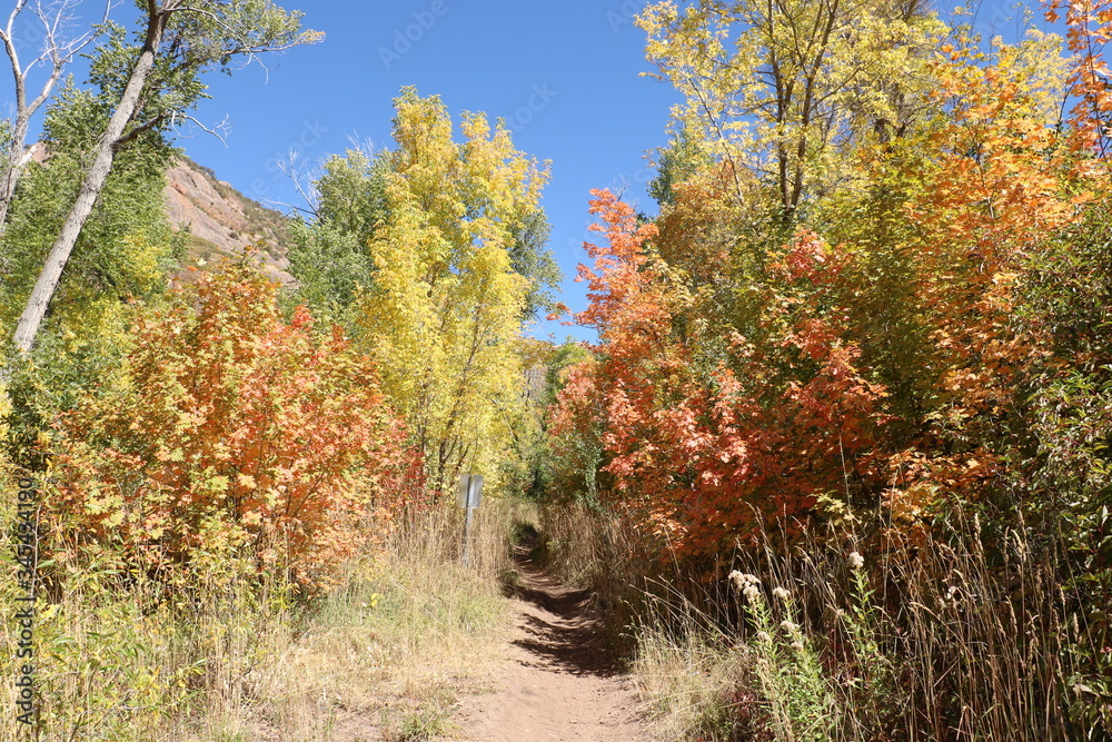 Yellow Aspens and Red Maple trees line the Mormon Pioneer Trail in early Fall, Wasatch Mountains, Utah Yellow Aspens and Red Maple trees line the Mormon Pioneer Trail in early Fall, Wasatch Mountains, Utah