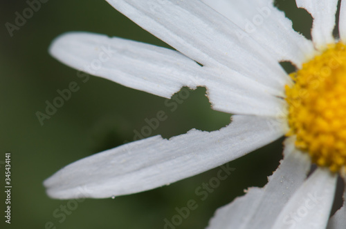 Petals of marguerite Argyranthemum adauctum canariense consumed by some invertebrate. Pajonales. Integral Natural Reserve of Inagua. Gran Canaria. Canary Islands. Spain. photo